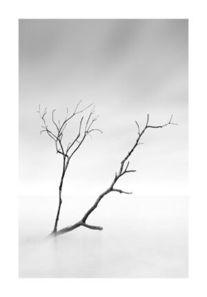 Arte monocromático minimalista de rama de árbol