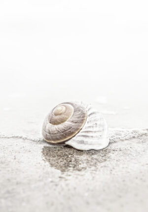 Concha minimalista en arena de playa