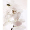 Orquídea blanca minimalista en acuarela