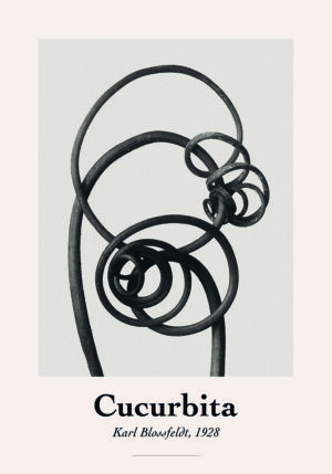 Arte botánico abstracto de Karl Blossfeldt