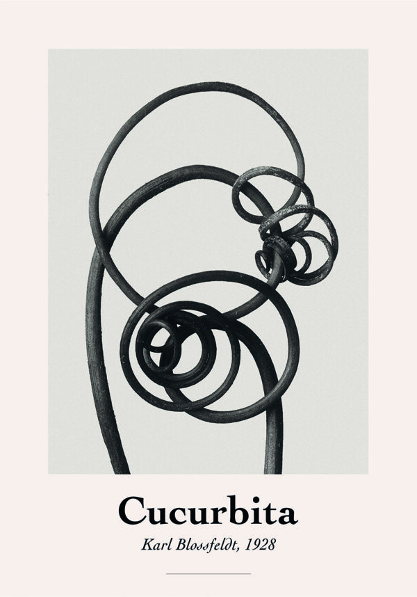 Arte botánico abstracto de Karl Blossfeldt