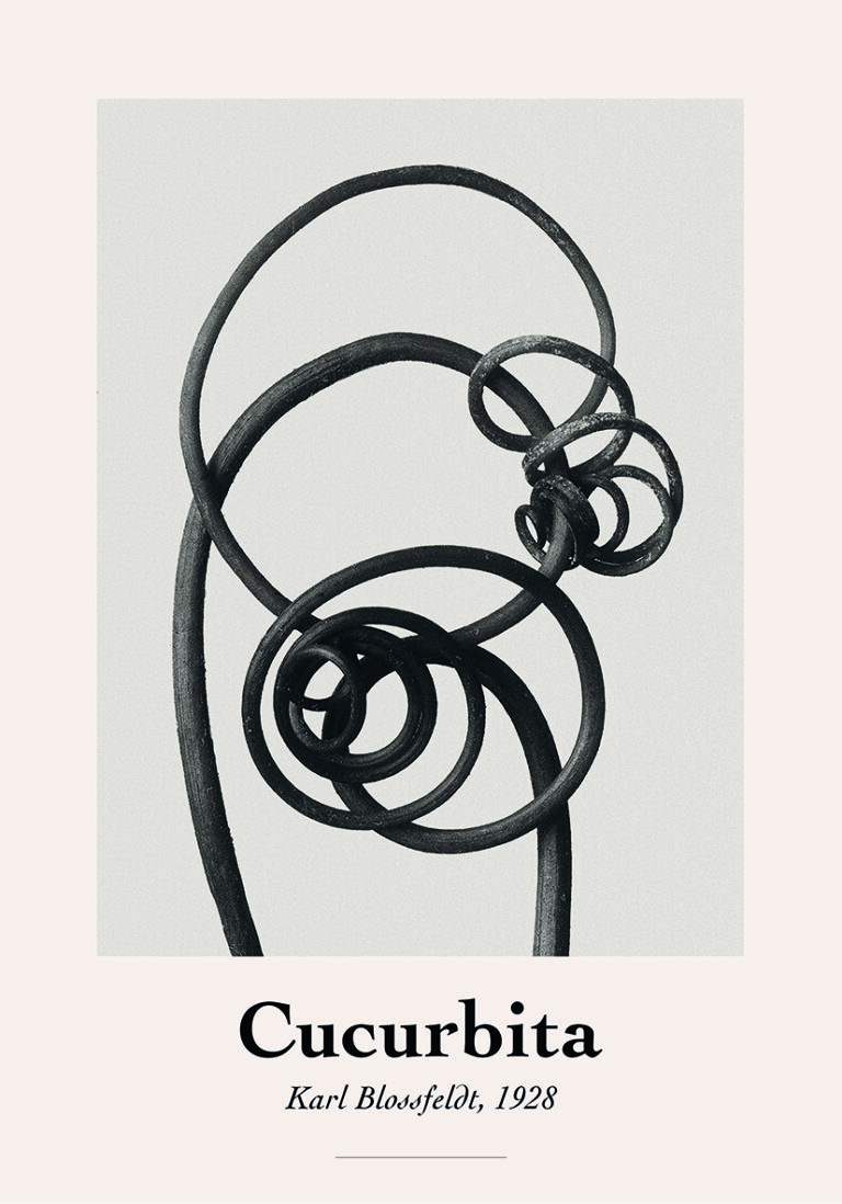 Arte botánico abstracto de Karl Blossfeldt