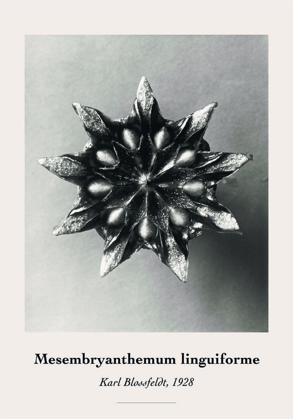 Fotografía botánica elegante en monocromo