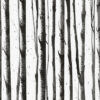 Bosque minimalista de abedules en monocromo