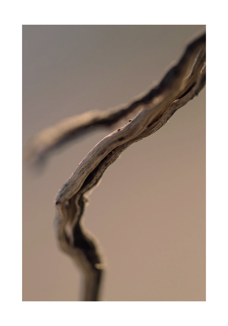 Macro Abstracto de Rama Retorcida