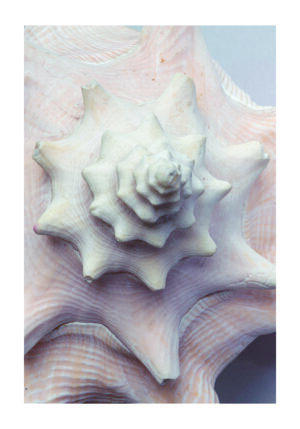 Detalles de Concha en Espiral Blanca