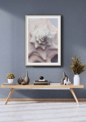 Detalles de Concha en Espiral Blanca