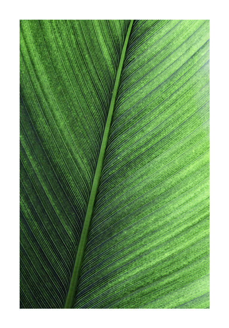 Primer Plano de Hoja Tropical Verde Intensa