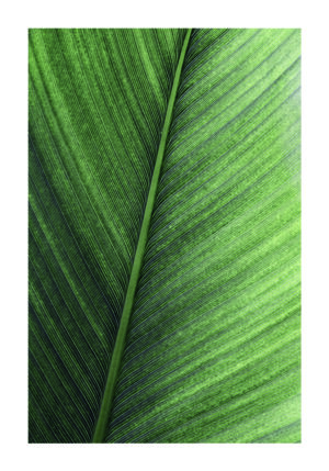 Primer Plano de Hoja Tropical Verde Intensa