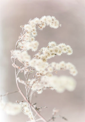 Arreglo Floral en Tonos Beige Delicados