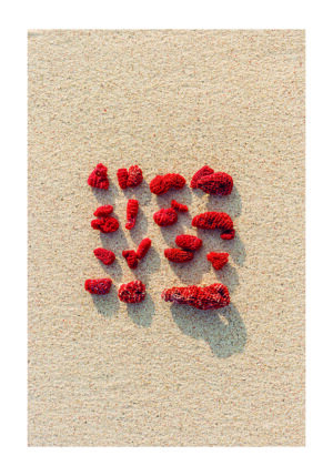 Fragmentos de Coral Rojo sobre Arena