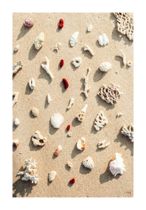 Conchas y Corales en Playa Arenosa