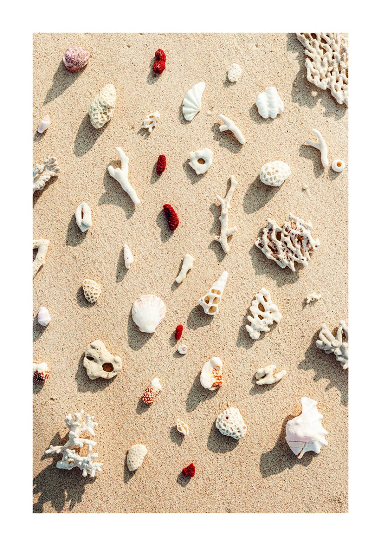 Conchas y Corales en Playa Arenosa