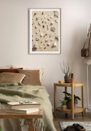 Conchas y Corales en Playa Arenosa