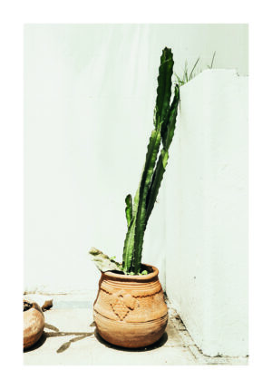 Cactus en Maceta de Terracota al Exterior