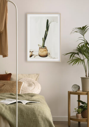 Cactus en Maceta de Terracota al Exterior