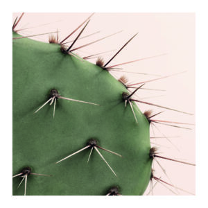 Primer Plano de Espinas de Cactus Verde