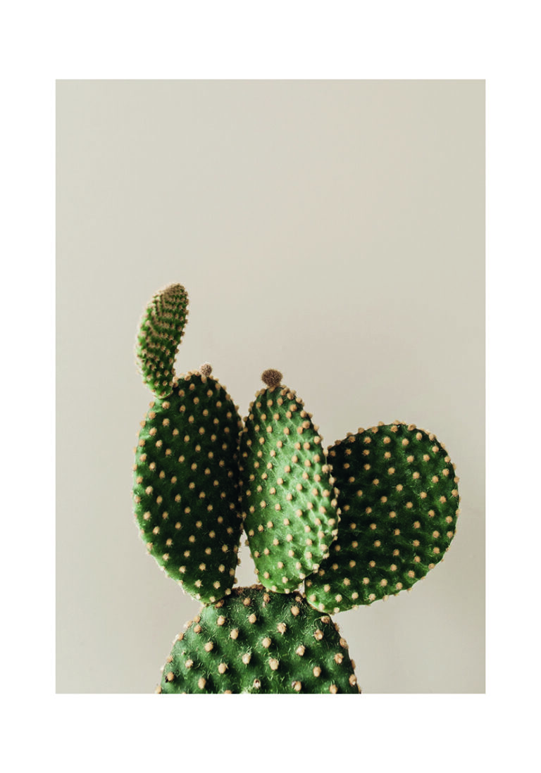 Arte Minimalista de Cactus Nopal