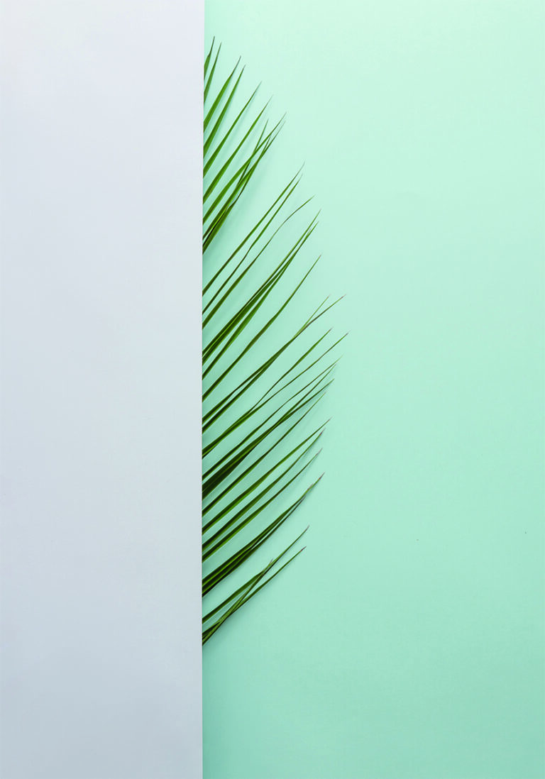 Hoja de Palma Minimalista sobre Fondo Azul