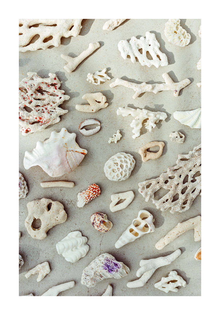 Colección de Corales Marinos con Textura