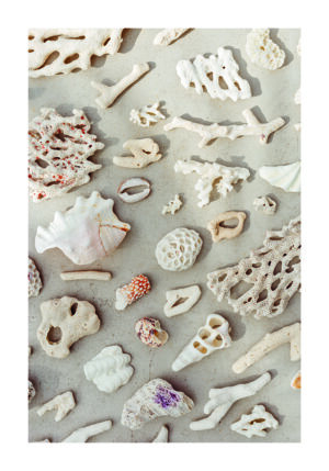 Colección de Corales Marinos con Textura