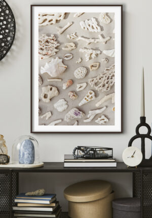 Colección de Corales Marinos con Textura