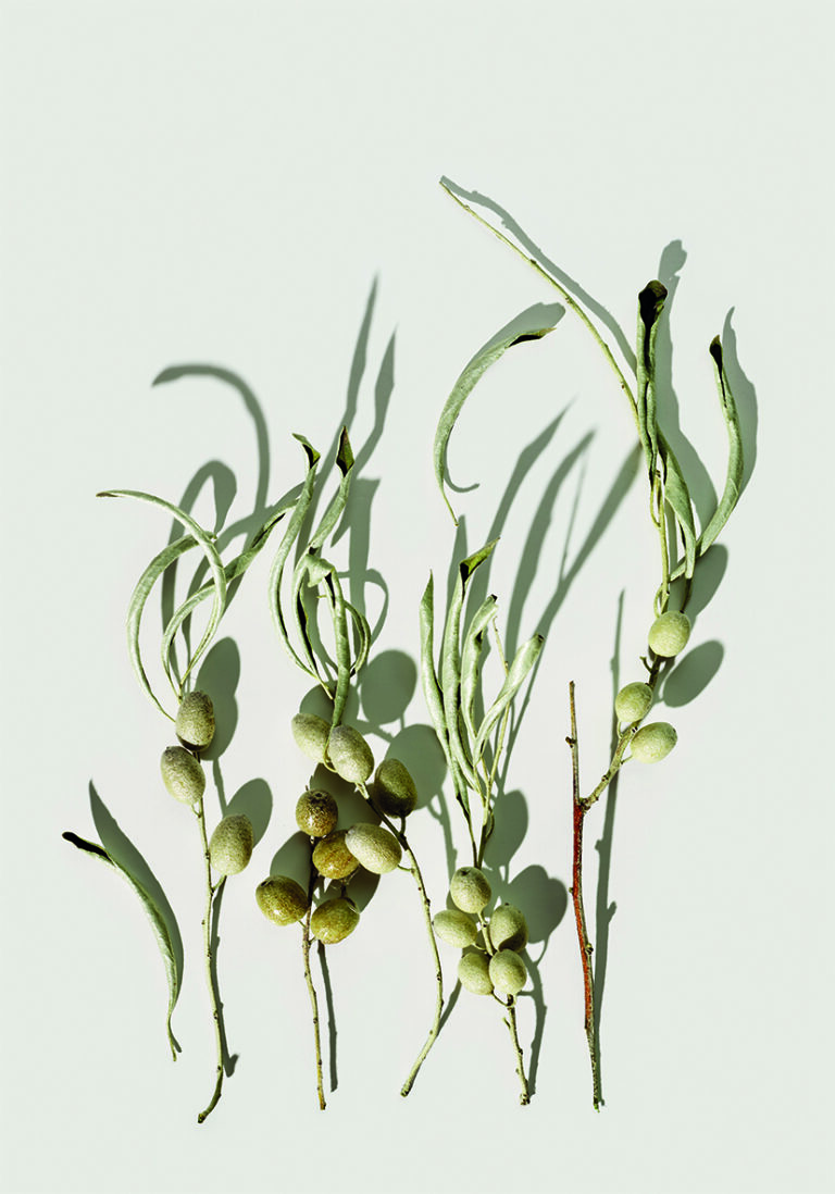 Ramas de Olivo con Sombras