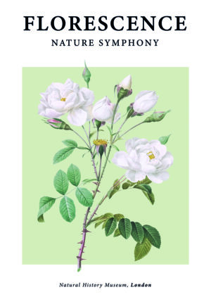 Obra Floral Elegante con Rosas Blancas