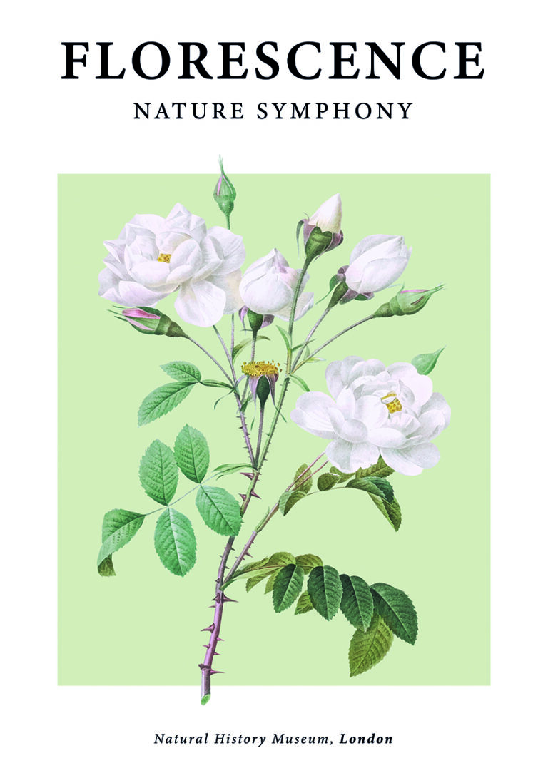 Obra Floral Elegante con Rosas Blancas