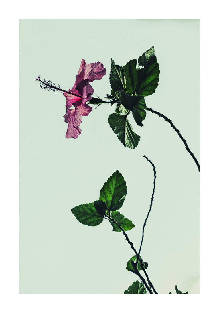 Flor de Hibisco Rosa con Hojas Verdes