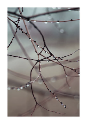 Gotas de Lluvia sobre Ramas Delicadas