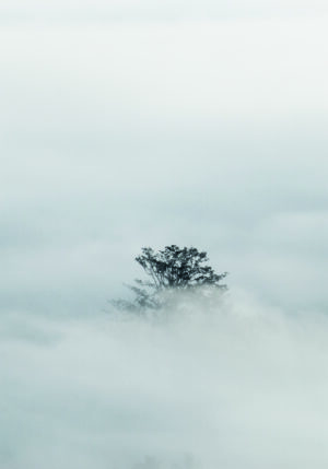Árbol Solitario en Niebla Densa