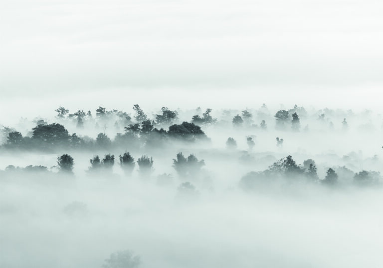 Árboles Tranquilos Envueltos en Niebla Matinal