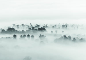 Árboles Tranquilos Envueltos en Niebla Matinal