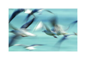 Gaviotas Borrosas Volando sobre el Agua