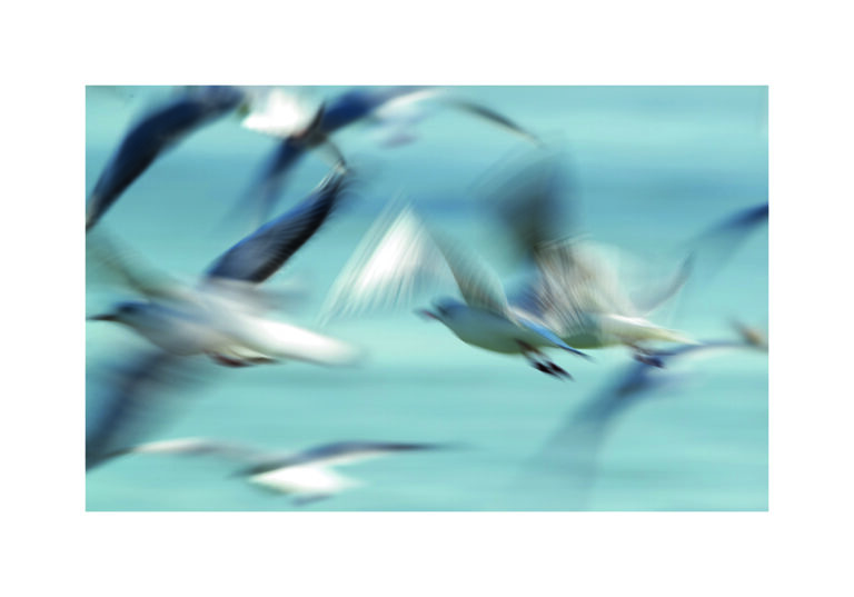 Gaviotas Borrosas Volando sobre el Agua