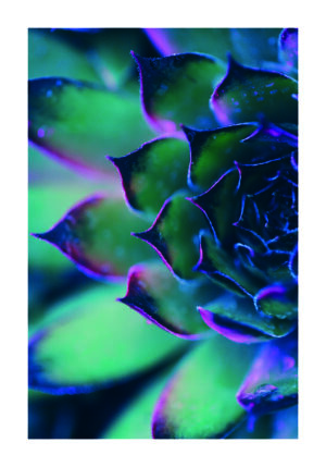 Vista Macro de Suculenta en Tonos Vibrantes