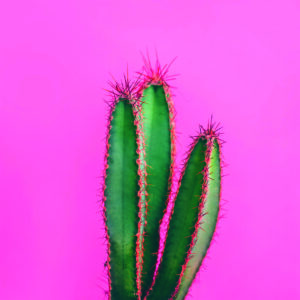 Cactus Minimalista sobre Fondo Rosa