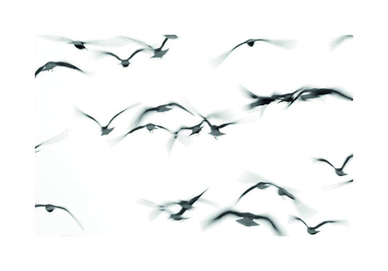 Siluetas de Gaviotas en Vuelo Grácil