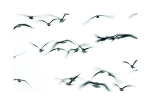 Siluetas de Gaviotas en Vuelo Grácil