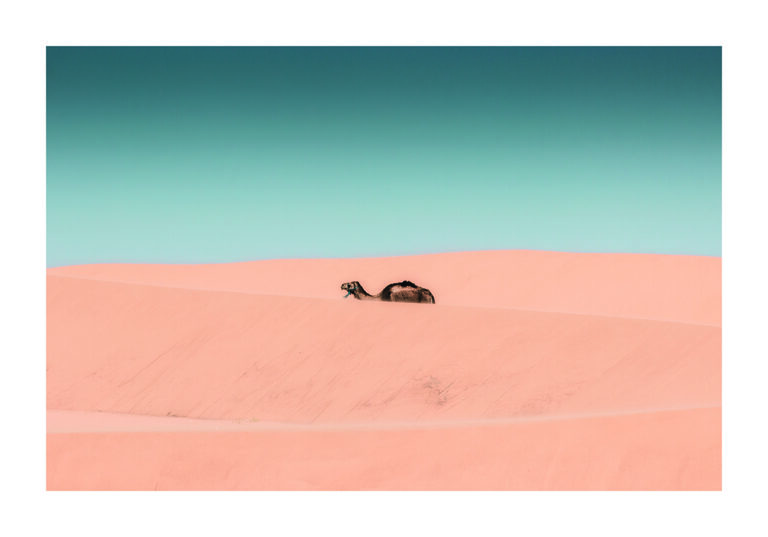 Camello Caminando entre Dunas