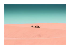 Camello Caminando entre Dunas