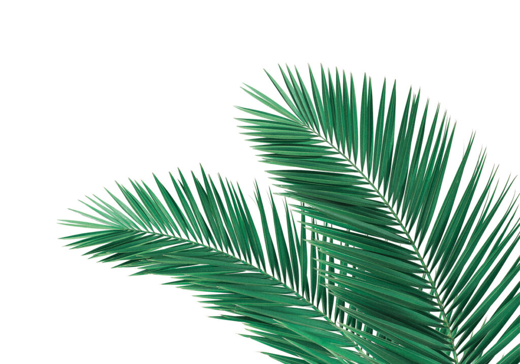 PALMERA